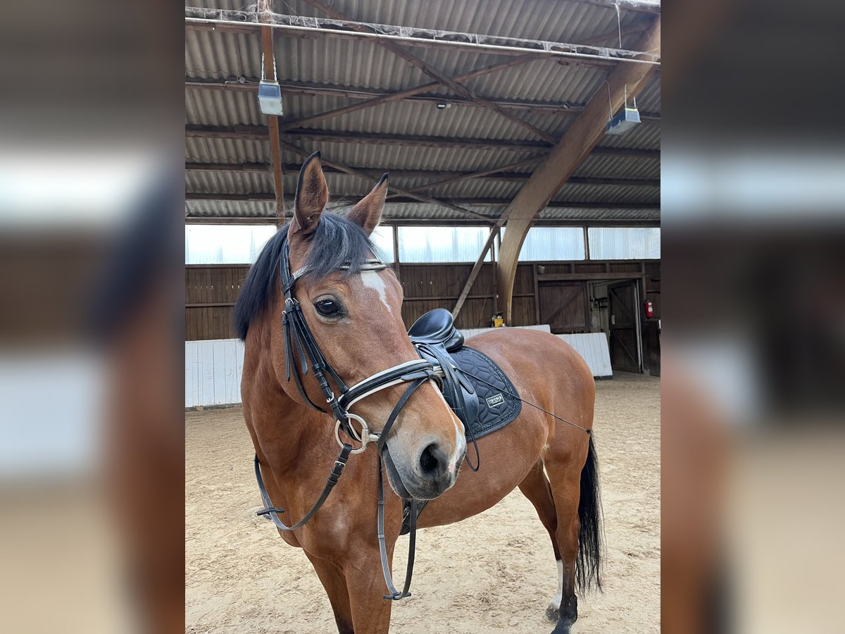 Deutsches Reitpferd Stute 18 Jahre 164 cm Brauner in Erftstadt