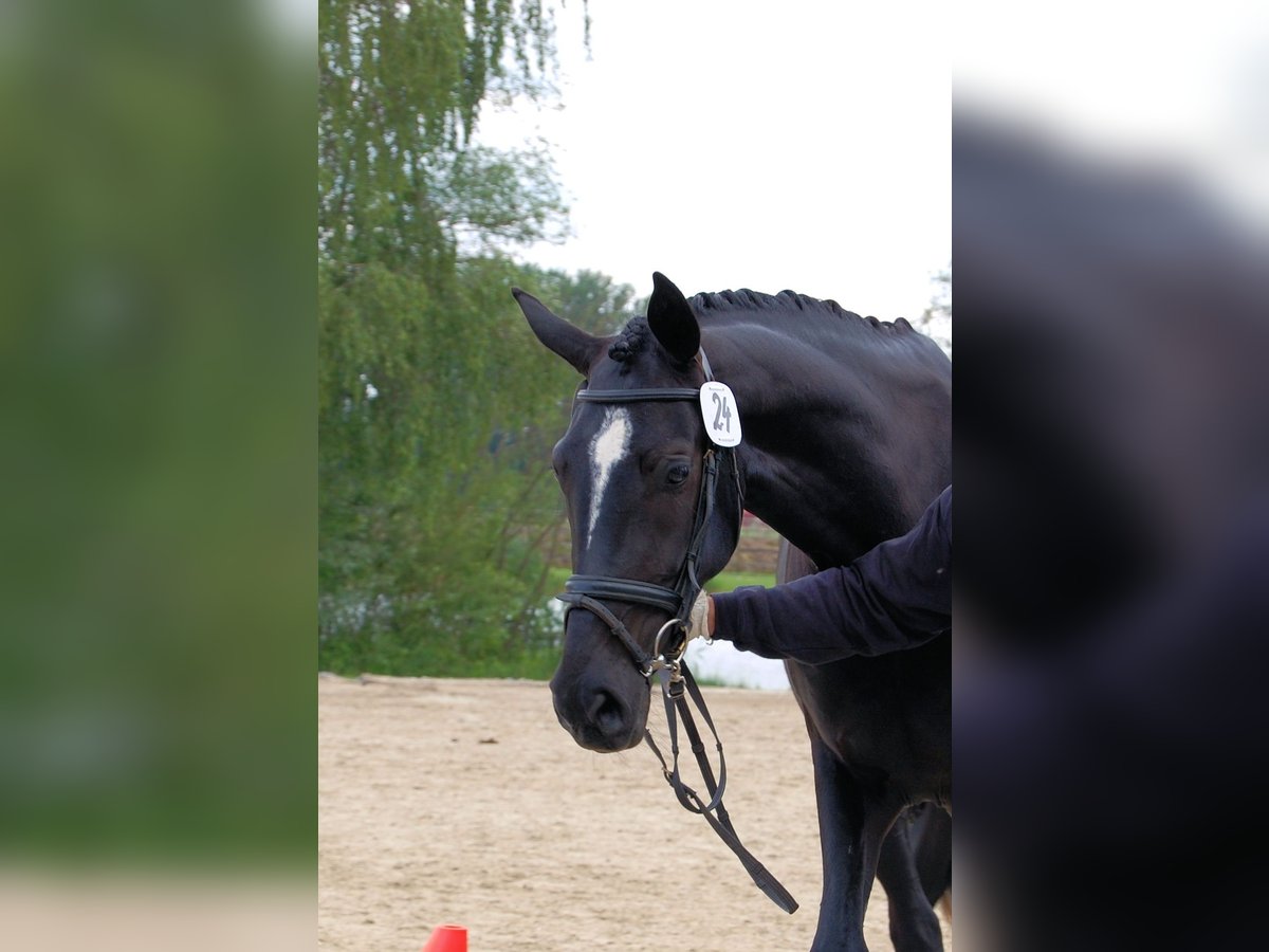 Deutsches Reitpferd Stute 19 Jahre 174 cm Rappe in Daiting
