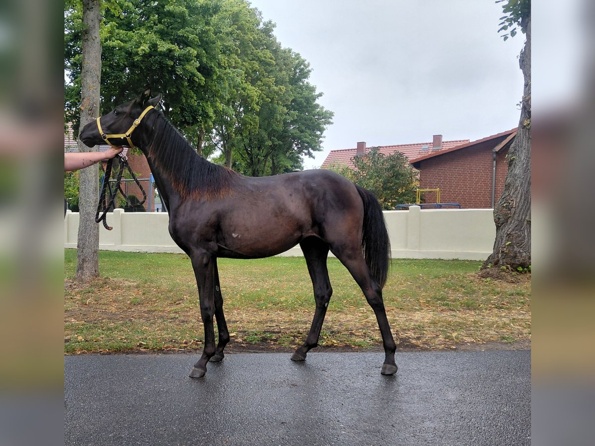 Deutsches Reitpferd Stute 1 Jahr 139 cm Rappe in Gro&#xDF; Pankow