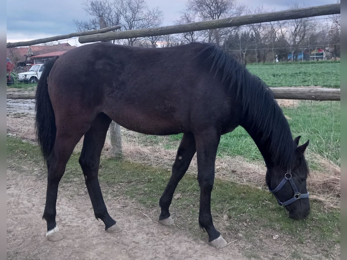 Deutsches Reitpferd Stute 1 Jahr 163 cm Dunkelbrauner in Piotrowice