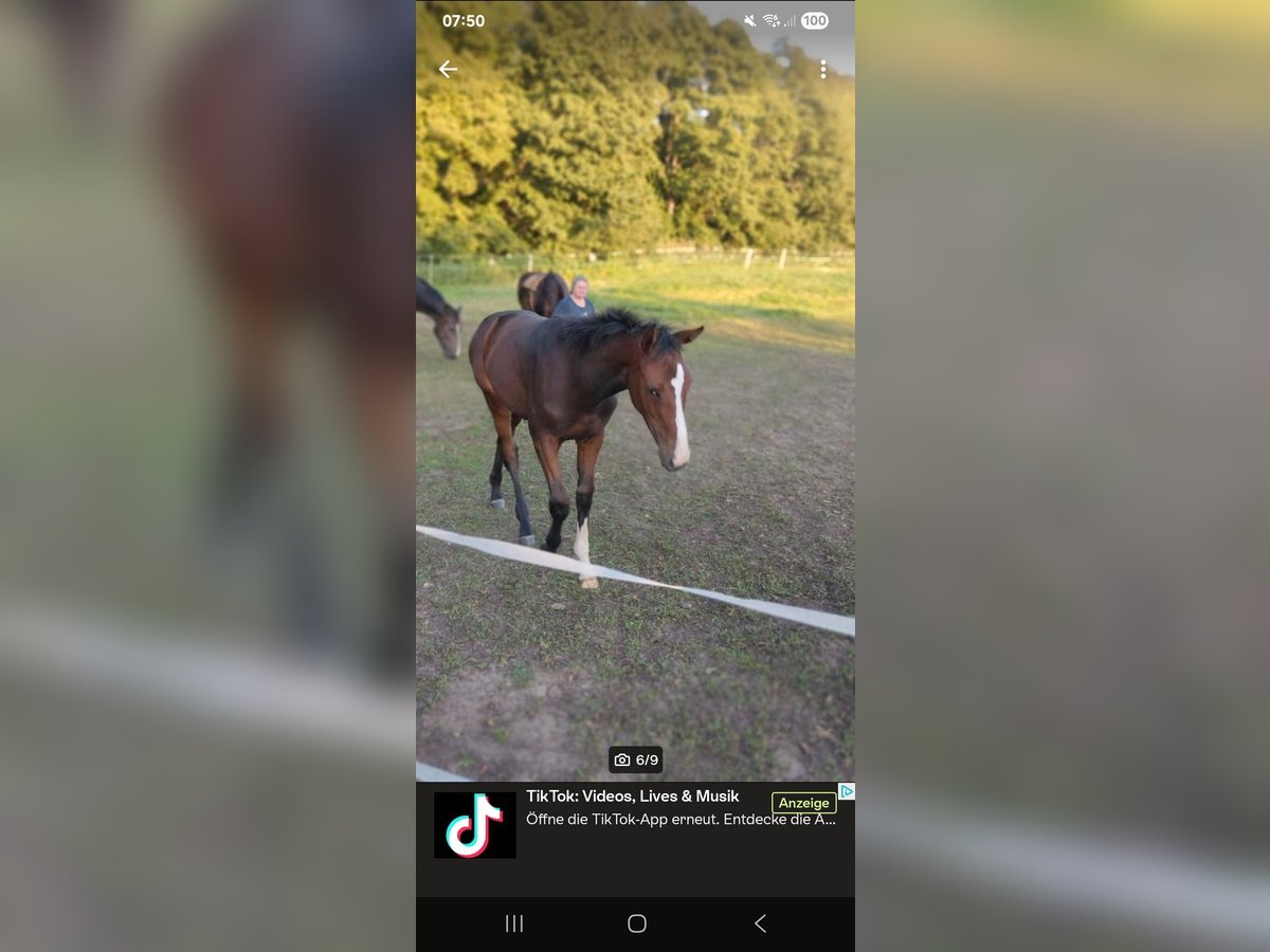 Deutsches Reitpferd Stute 1 Jahr 174 cm Brauner in Schlagenthin