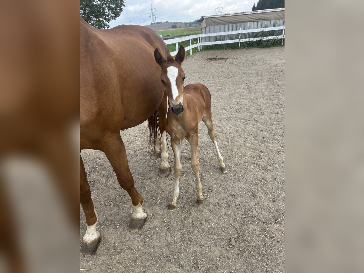 Deutsches Reitpferd Stute 1 Jahr Fuchs in Marienberg