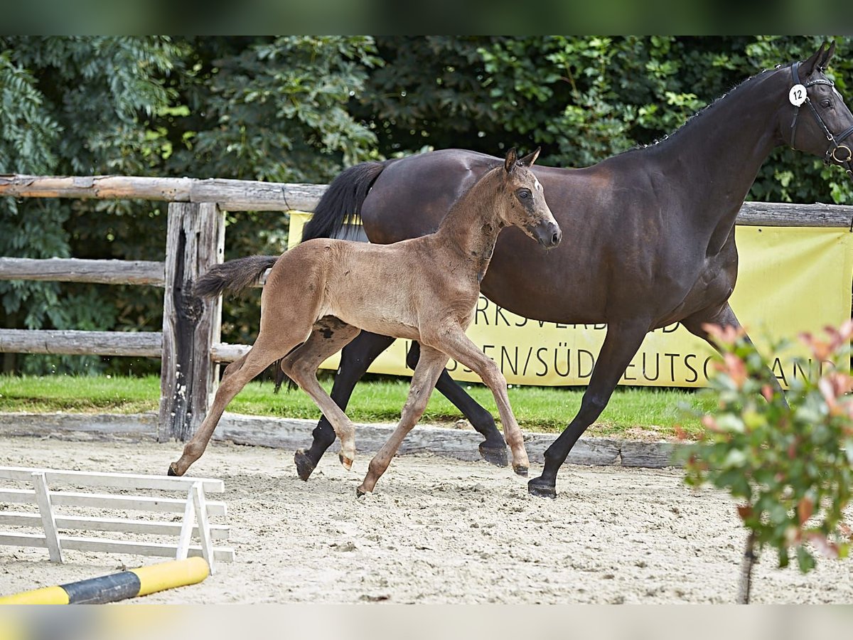 Deutsches Reitpferd Stute 1 Jahr Rappe in Lich