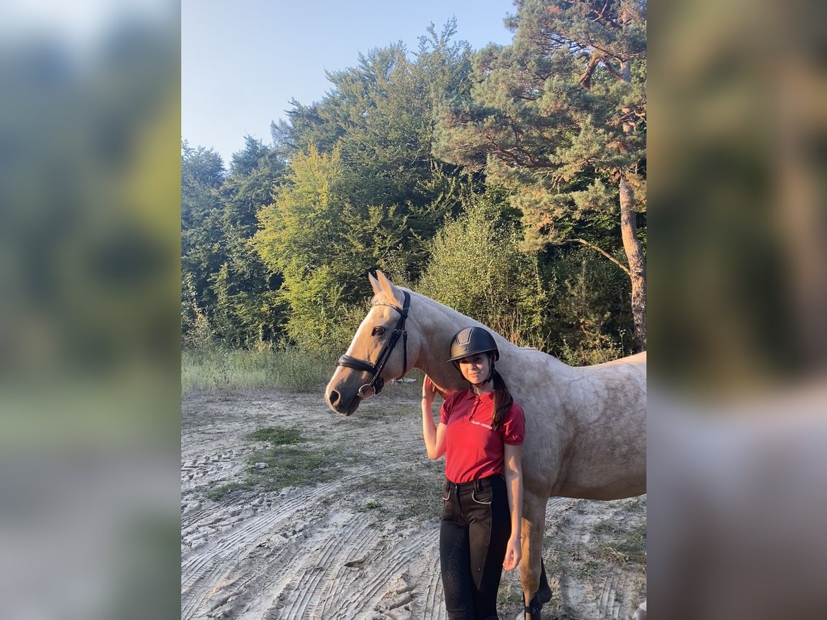 Deutsches Reitpferd Stute 20 Jahre 155 cm Palomino in Korbach