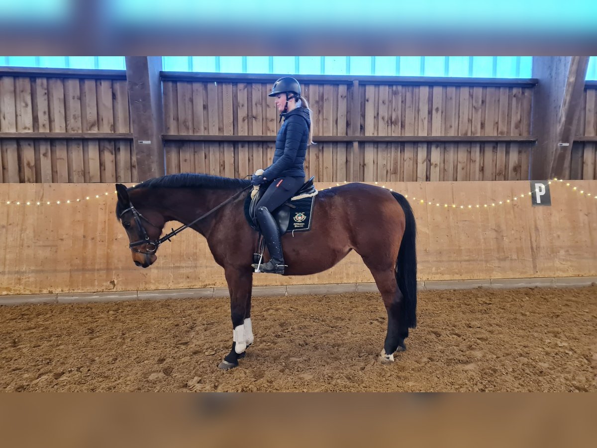 Deutsches Reitpferd Stute 20 Jahre 164 cm Brauner in Detmold