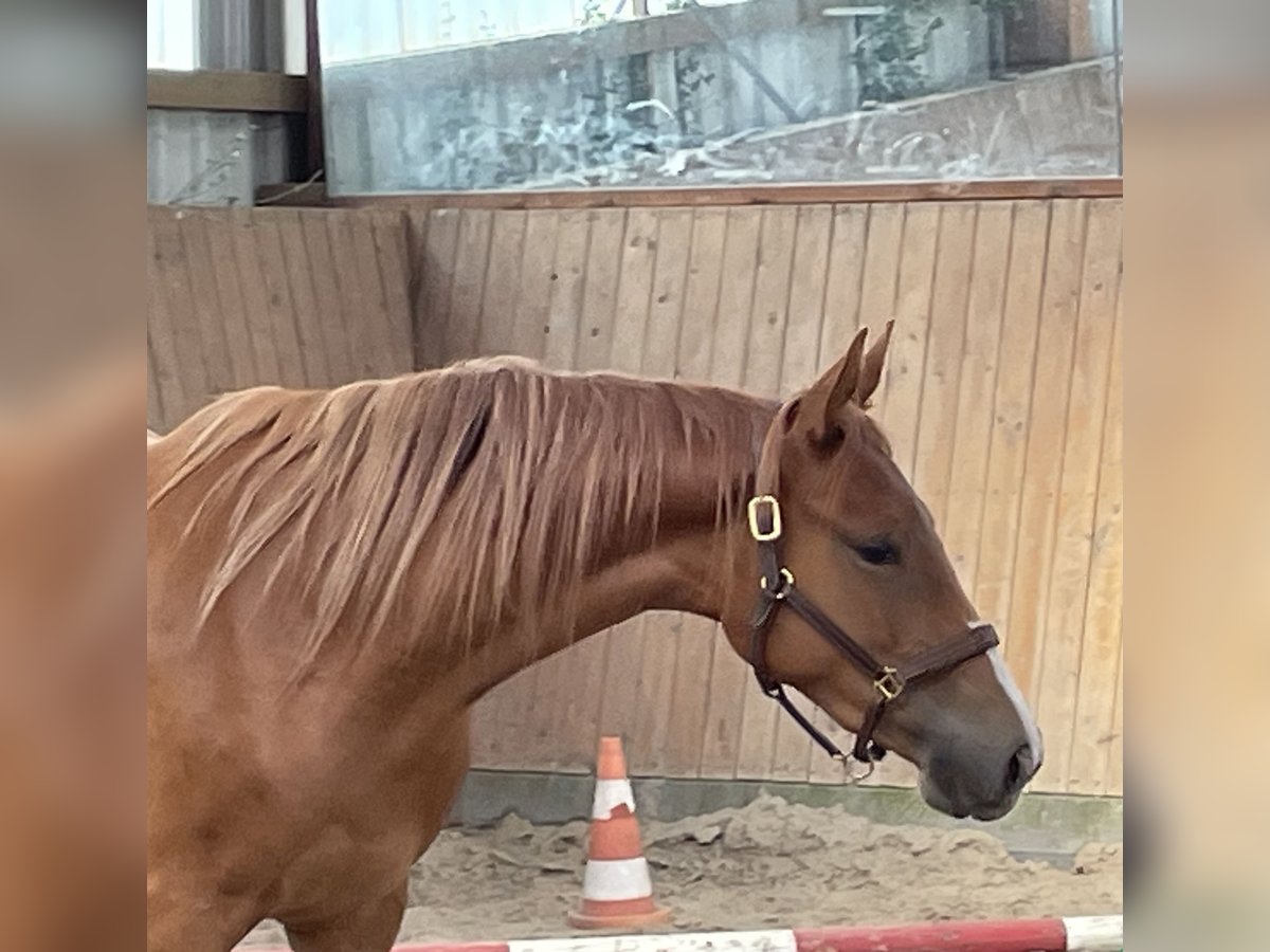 Deutsches Reitpferd Stute 2 Jahre 158 cm Fuchs in Gro&#xDF;enkneten