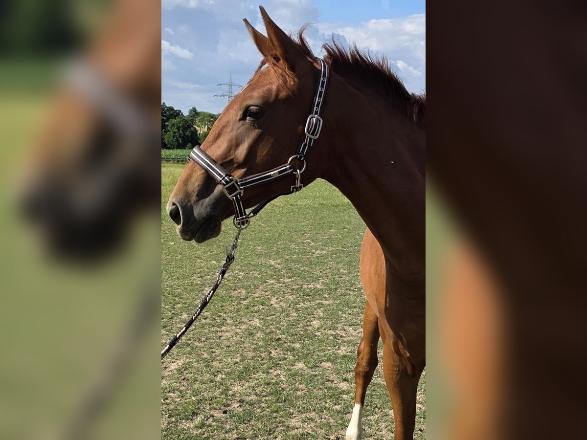 Deutsches Reitpferd Stute 2 Jahre 160 cm Fuchs in Brakel