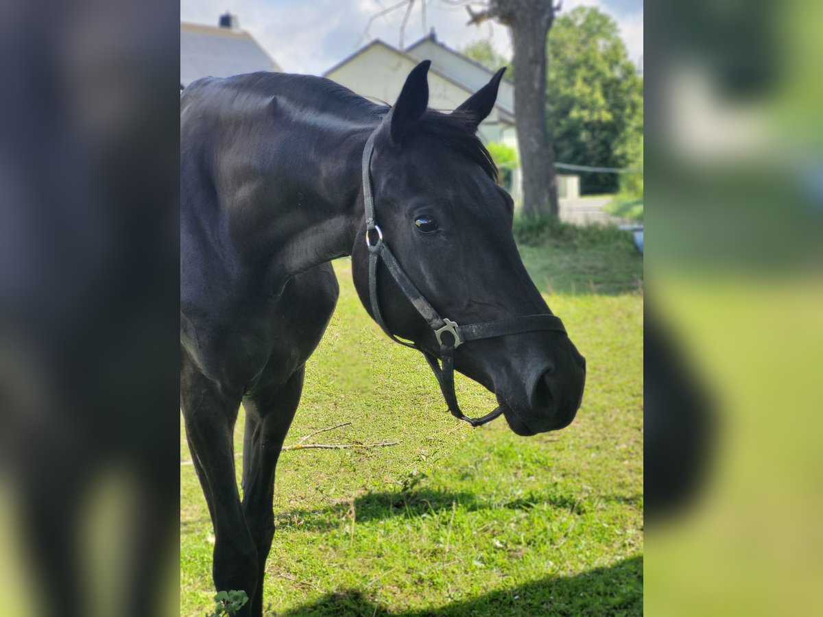 Deutsches Reitpferd Stute 2 Jahre 162 cm Rappe in Naundorf