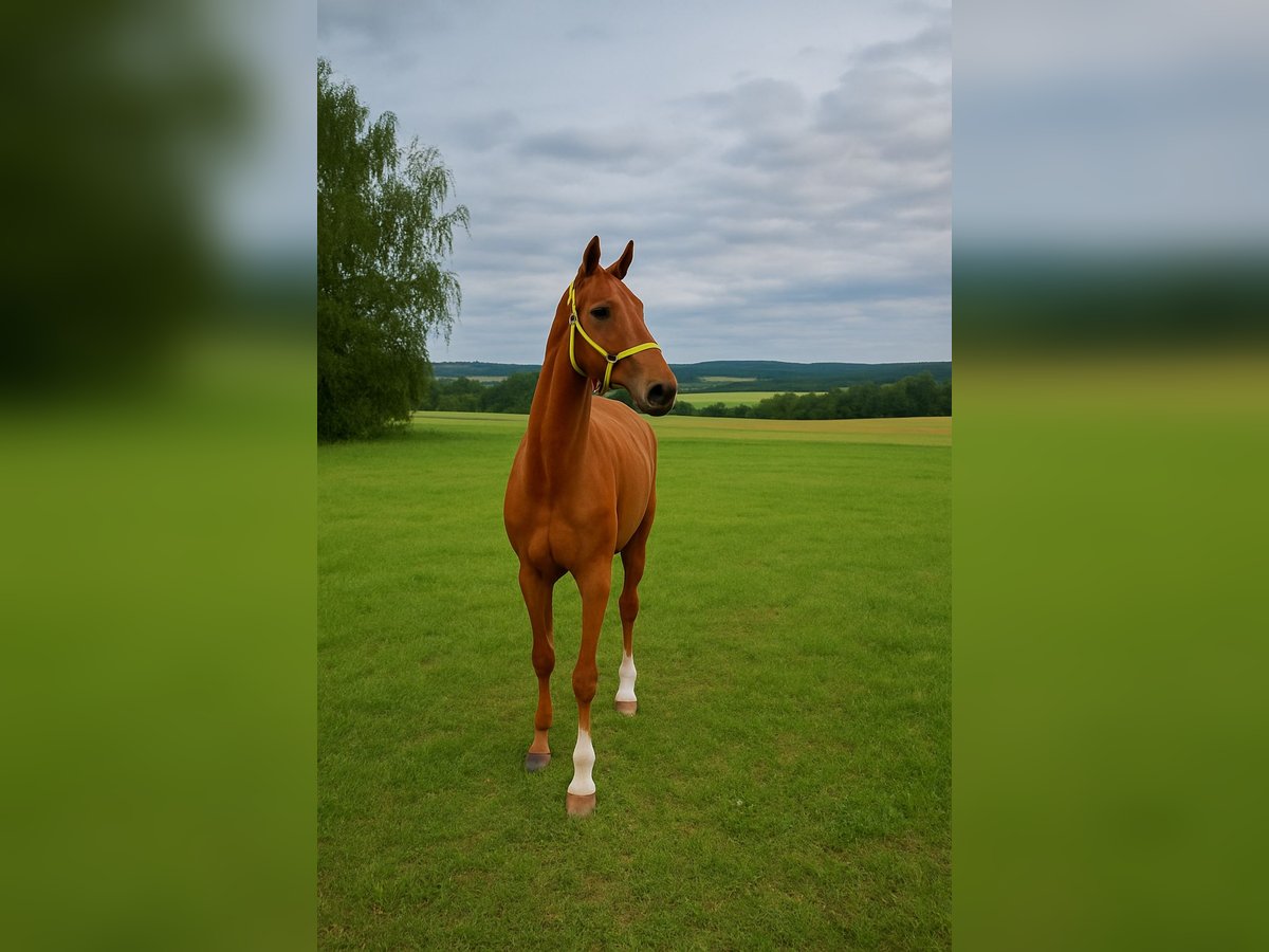 Deutsches Reitpferd Stute 2 Jahre 164 cm Fuchs in Schapen Deutsches Reitpferd Stute 2 Jahre 164 cm Fuchs in Schapen