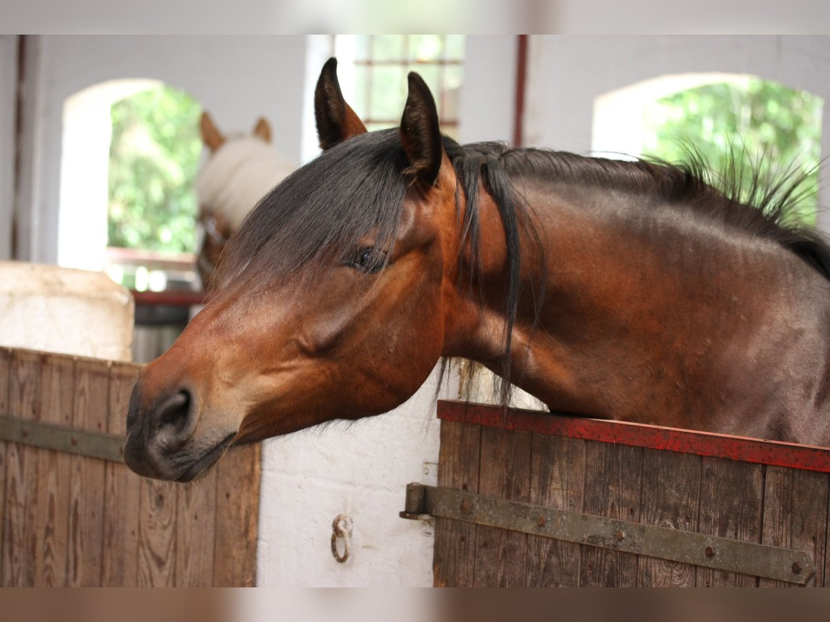 Deutsches Reitpferd Stute 2 Jahre 165 cm Brauner in Harrislee