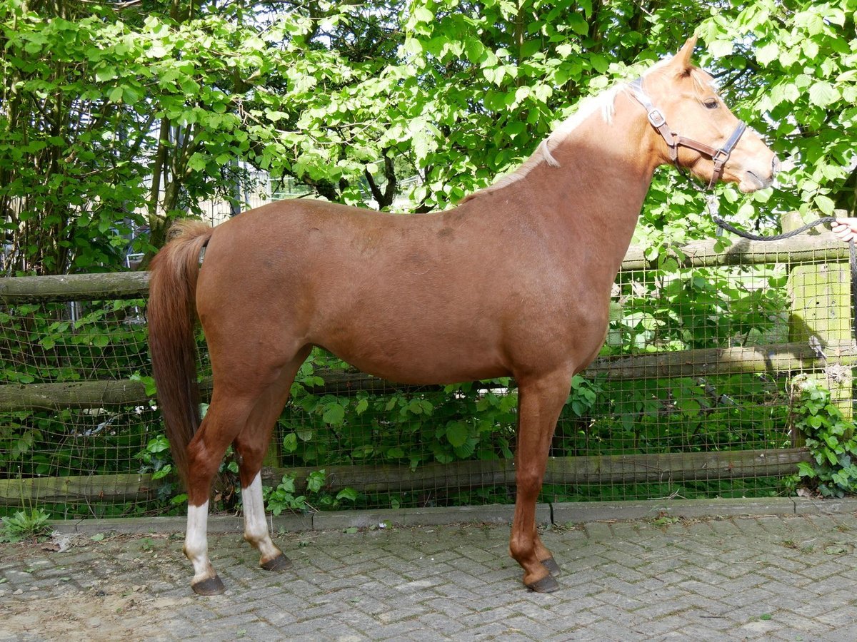 Deutsches Reitpferd Stute 3 Jahre 142 cm in Dorsten