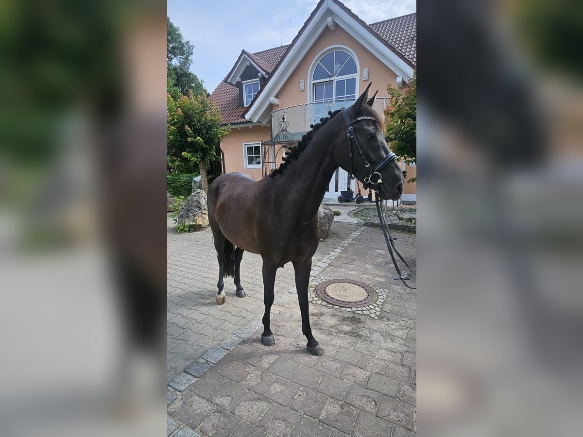 Deutsches Reitpferd Stute 3 Jahre 150 cm Rappe in Wehringen