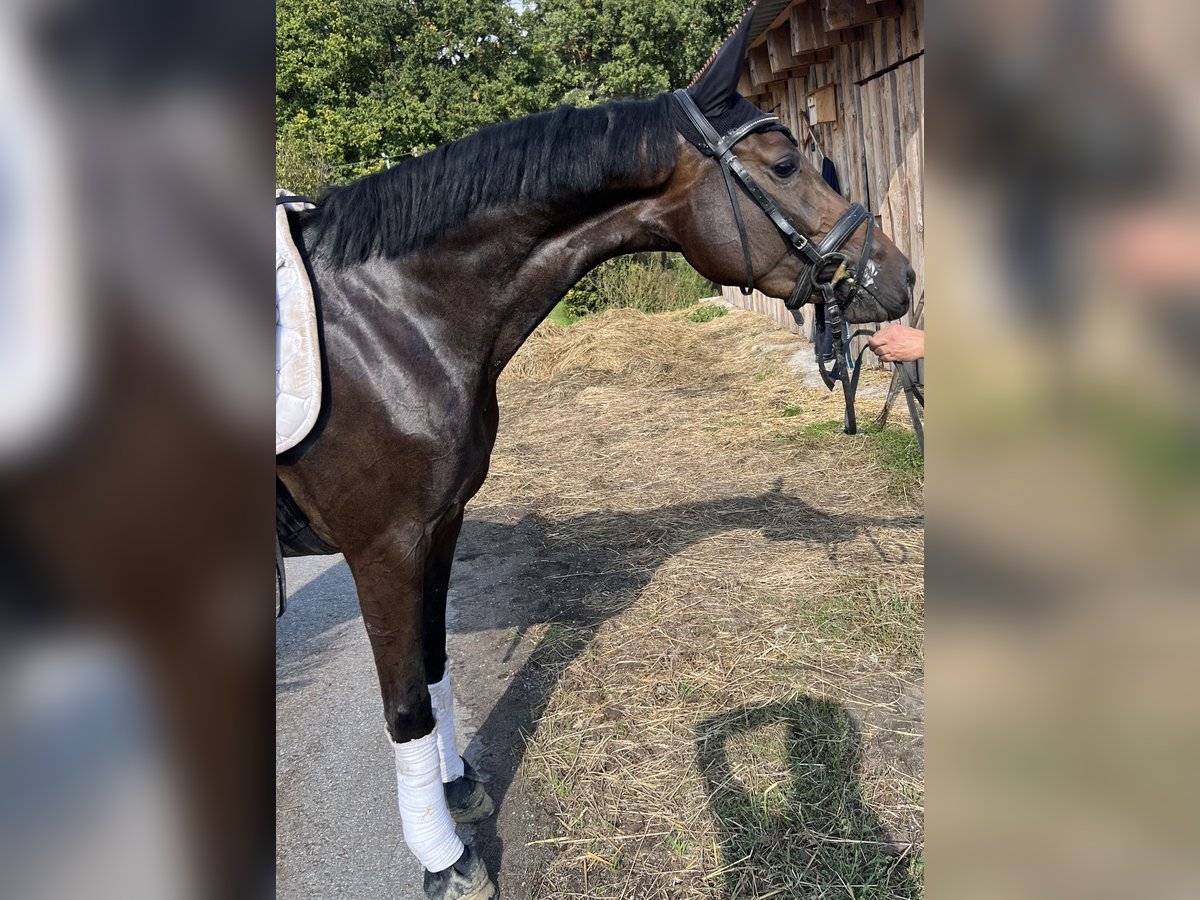 Deutsches Reitpferd Stute 3 Jahre 160 cm Dunkelbrauner in Warendorf