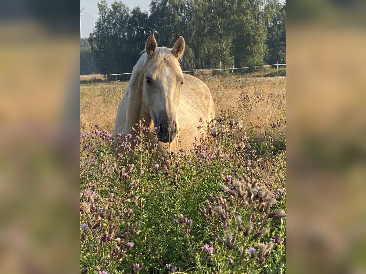 Deutsches Reitpferd Stute 3 Jahre 160 cm Palomino in TrebbusDoberlug Kirchhain