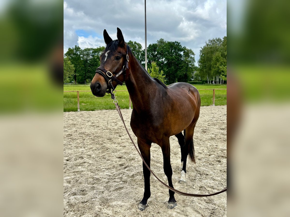 Deutsches Reitpferd Stute 3 Jahre 162 cm Brauner in Gütersloh