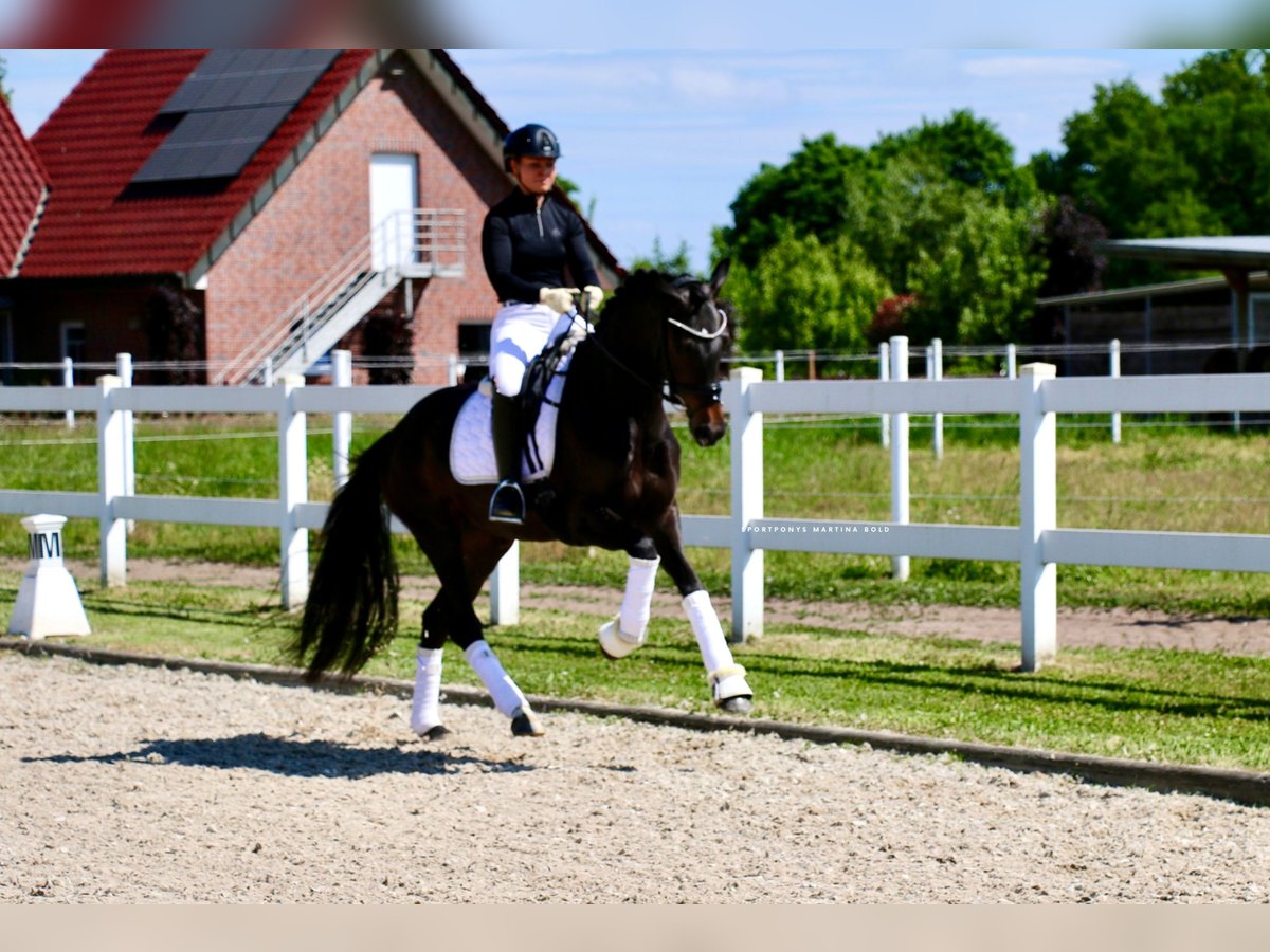 Deutsches Reitpferd Stute 3 Jahre 163 cm Brauner in Recke, bei Osnabr&#xFC;ck