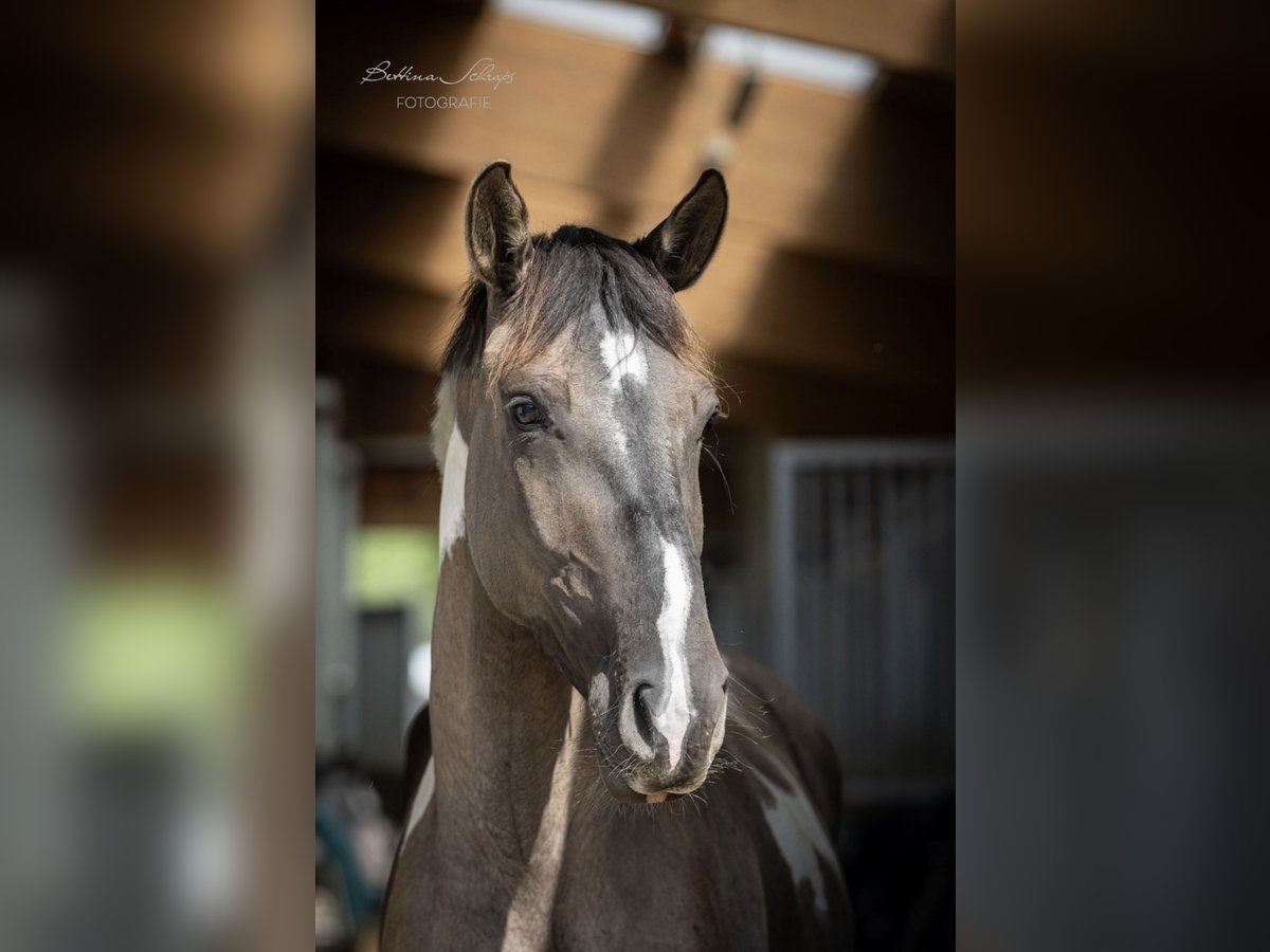 Deutsches Reitpferd Stute 3 Jahre 166 cm Grullo in Bad Wildungen