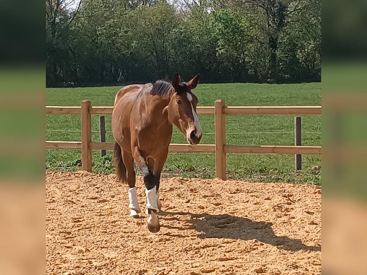 Deutsches Reitpferd Stute 3 Jahre 168 cm Brauner in Essen