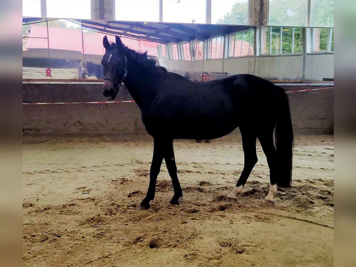 Deutsches Reitpferd Stute 3 Jahre 168 cm Dunkelbrauner in Emsb&#xFC;ren