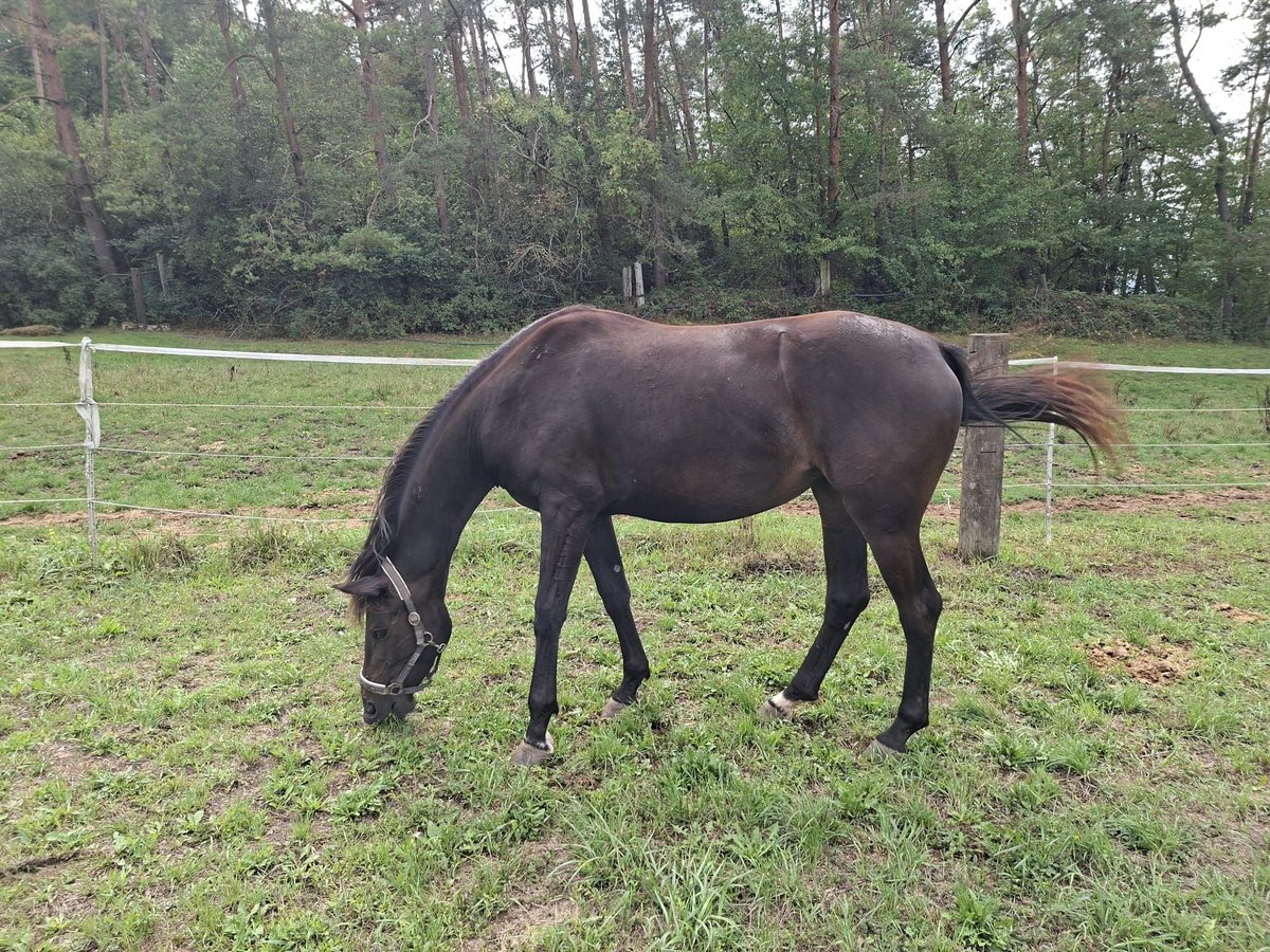 Deutsches Reitpferd, Stute in Frankenhardt