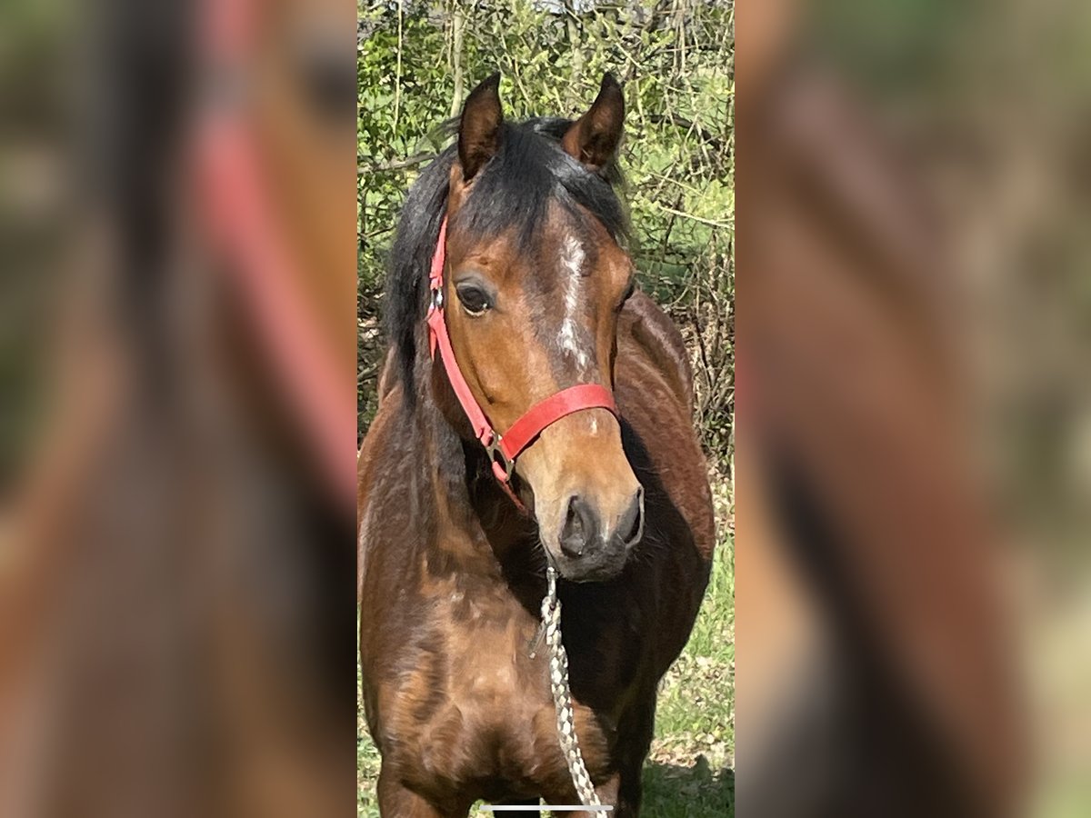 Deutsches Reitpferd Stute 4 Jahre 131 cm Brauner in Schapen