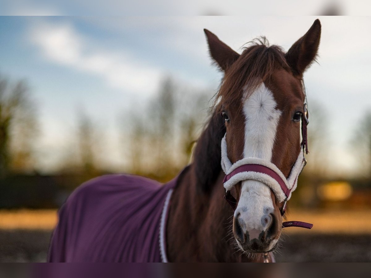 Deutsches Reitpferd Stute 4 Jahre 150 cm Dunkelfuchs in Goch