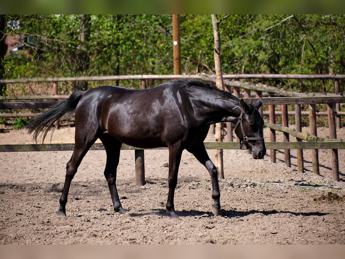 Deutsches Reitpferd Stute 4 Jahre 158 cm Rappe in Löningen