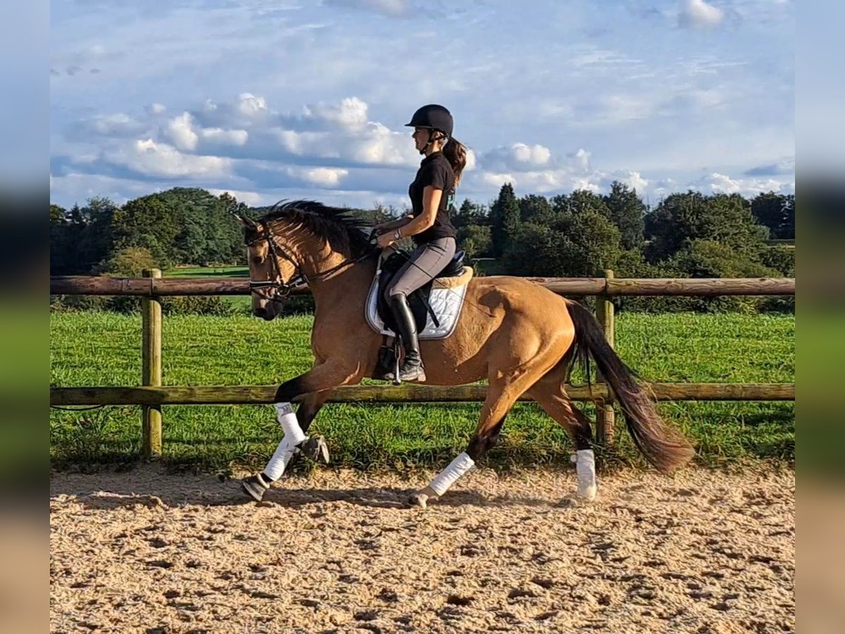 Deutsches Reitpferd Stute 4 Jahre 160 cm Buckskin in Hemer