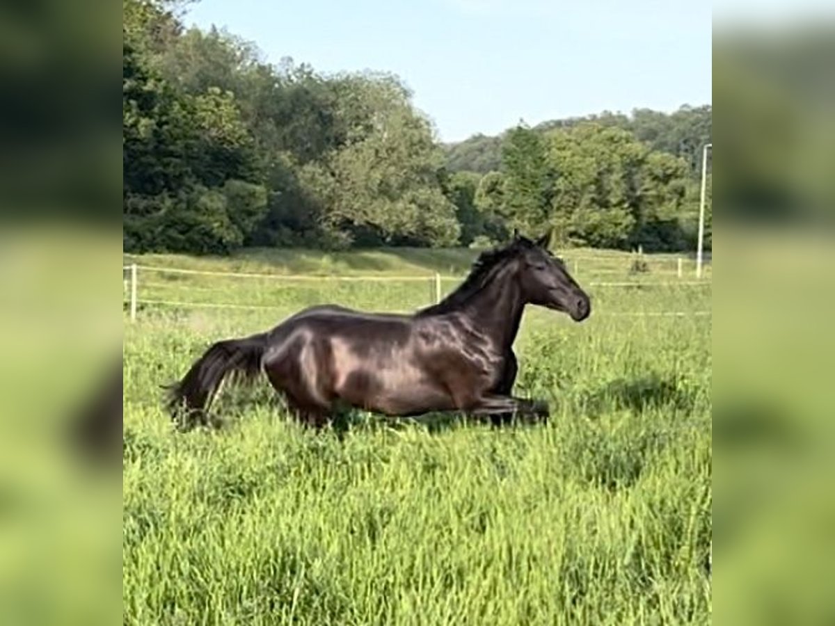 Deutsches Reitpferd Stute 4 Jahre 160 cm Rappe in Amt Creuzburg