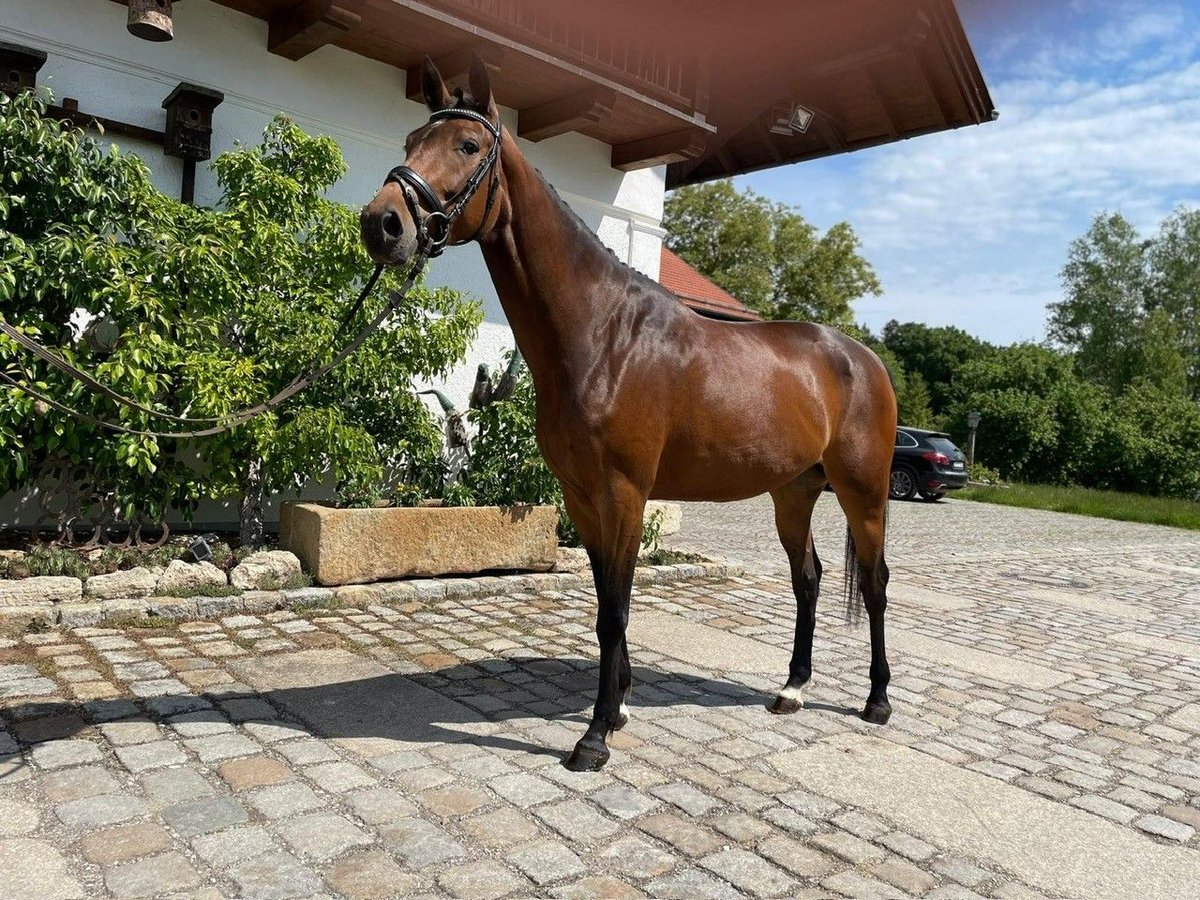 Deutsches Reitpferd Stute 4 Jahre 162 cm Brauner in Weilheim in Oberbayern