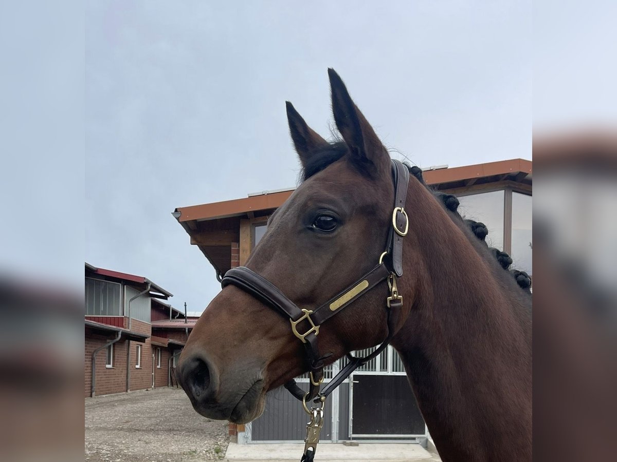 Deutsches Reitpferd Stute 4 Jahre 163 cm Brauner in L&#xF6;hne