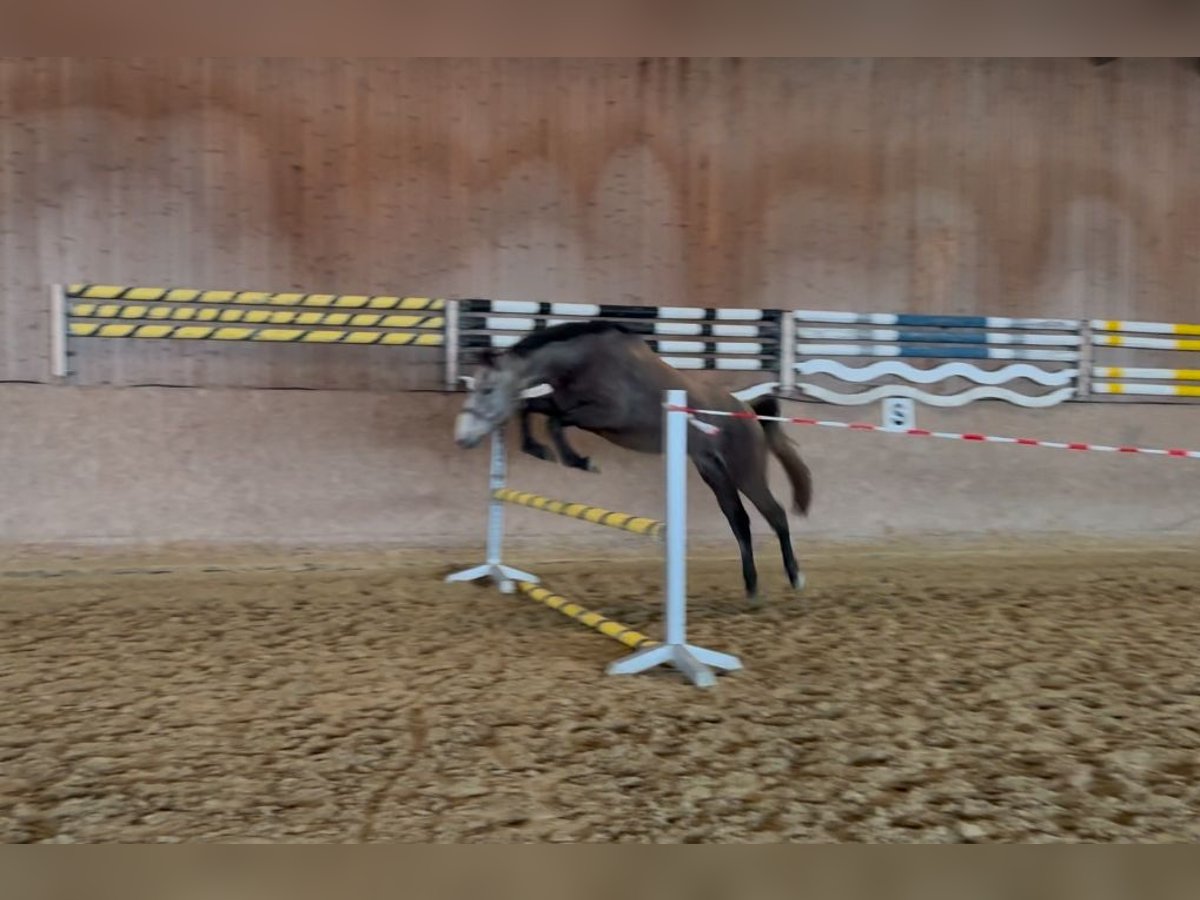 Deutsches Reitpferd Stute 4 Jahre 163 cm Schimmel in Schiedlberg