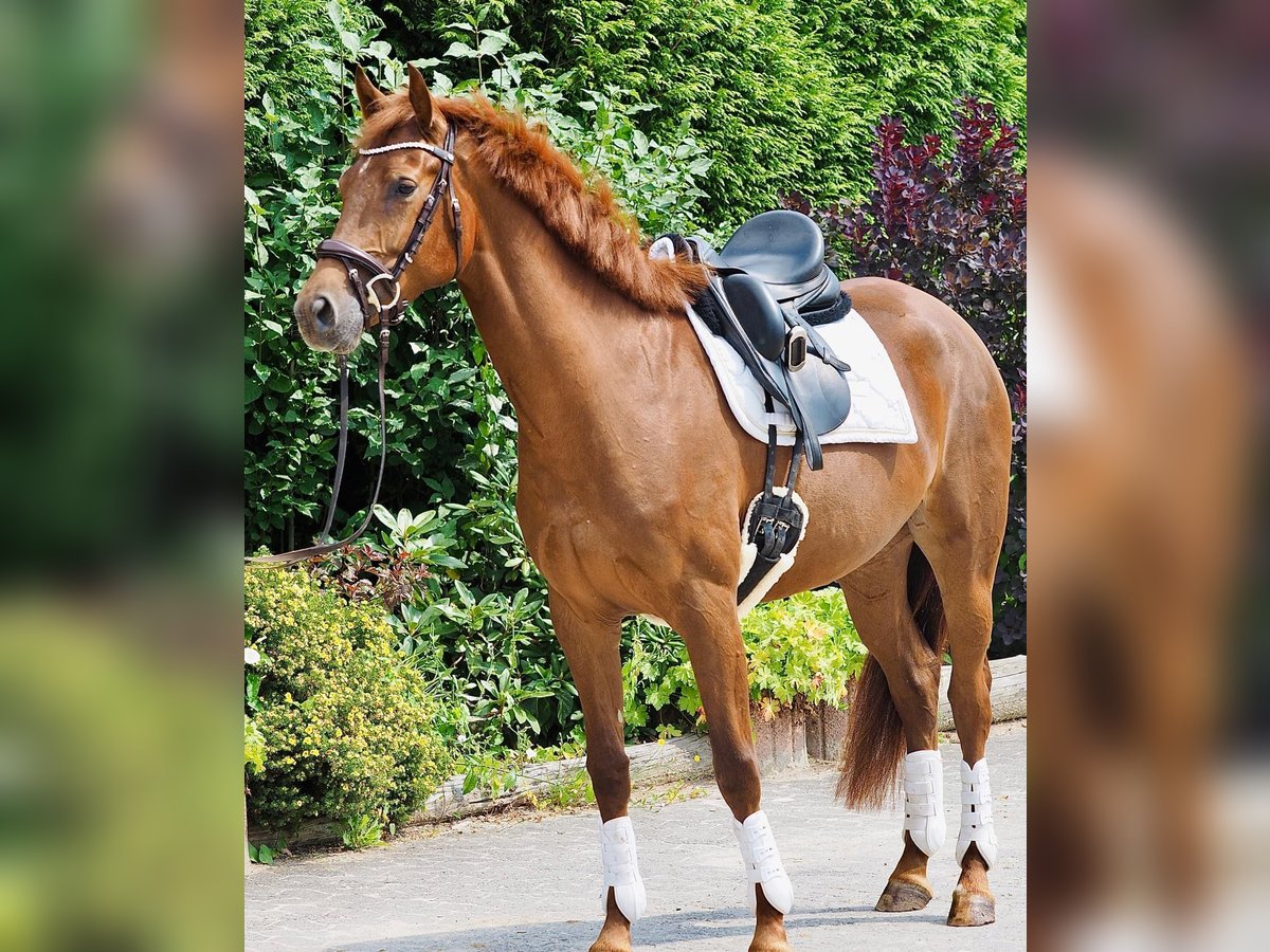 Deutsches Reitpferd Stute 4 Jahre 164 cm Fuchs in Meinerzhagen