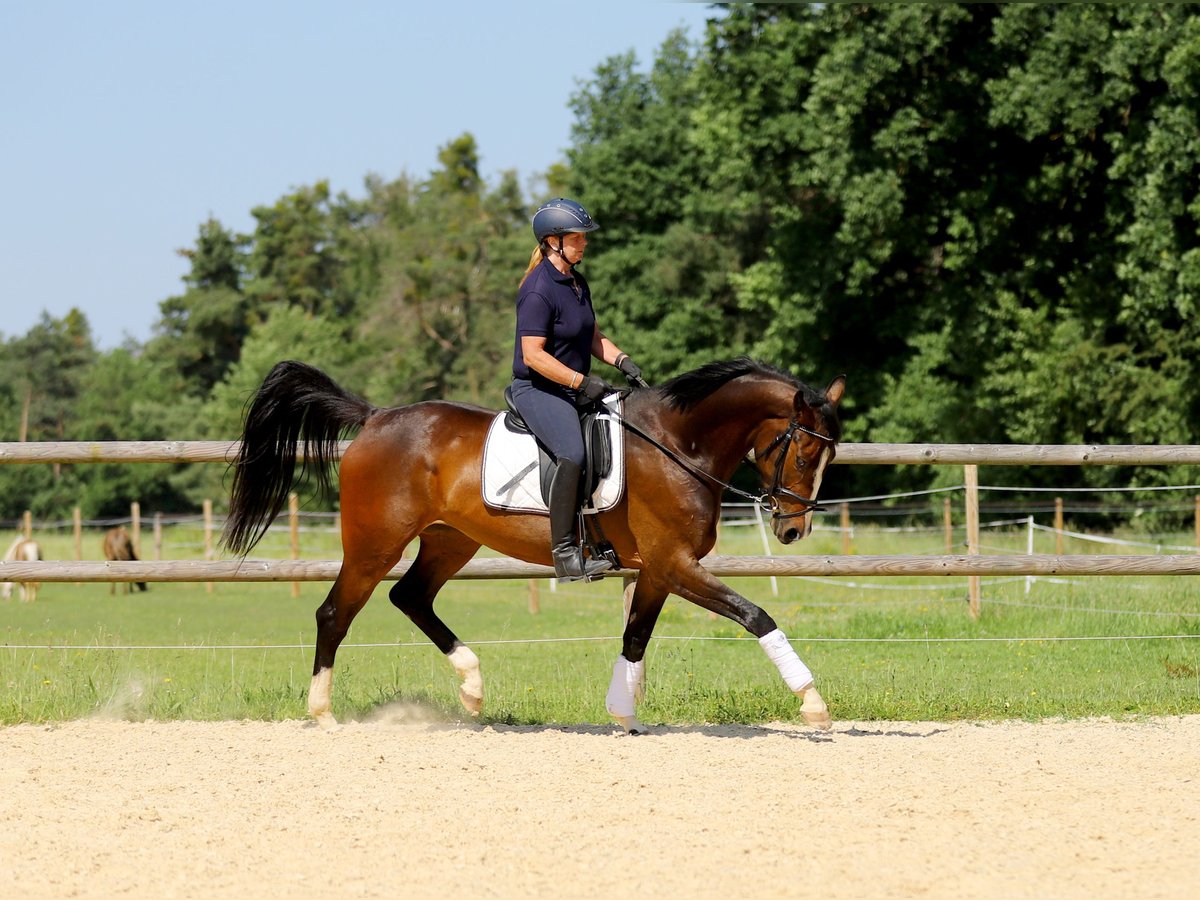 Deutsches Reitpferd Stute 4 Jahre 165 cm Brauner in Schrobenhausen