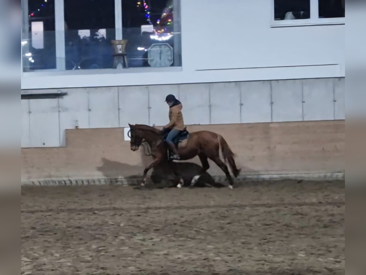 Deutsches Reitpferd Stute 4 Jahre 165 cm Fuchs in Berg