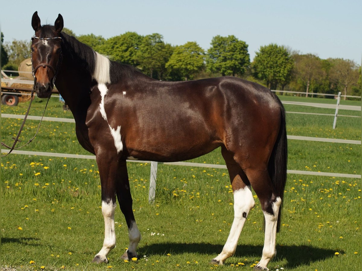 Deutsches Reitpferd Stute 4 Jahre 165 cm Schecke in Salzkotten