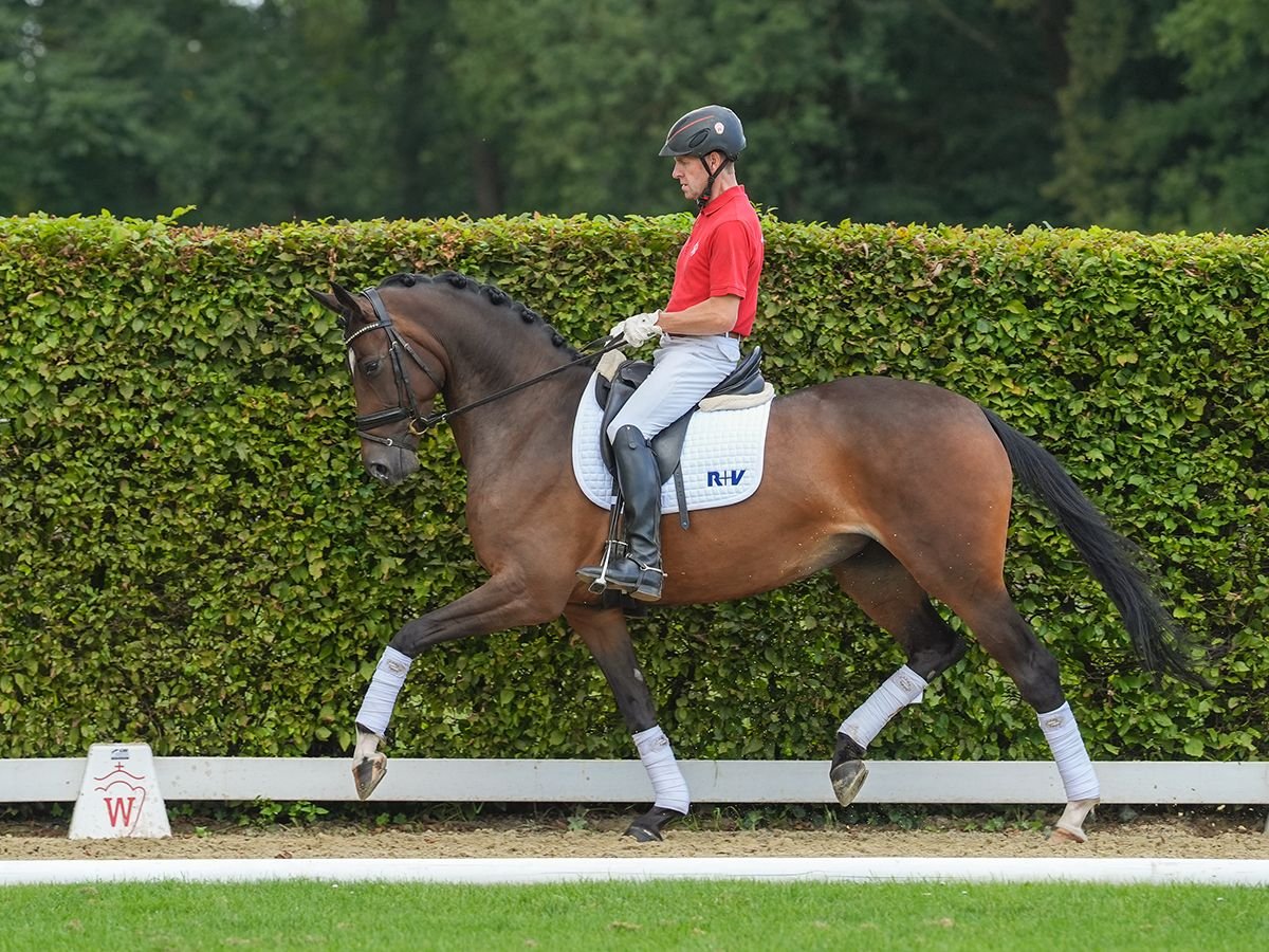 Deutsches Reitpferd Stute 4 Jahre 167 cm Brauner in Münster