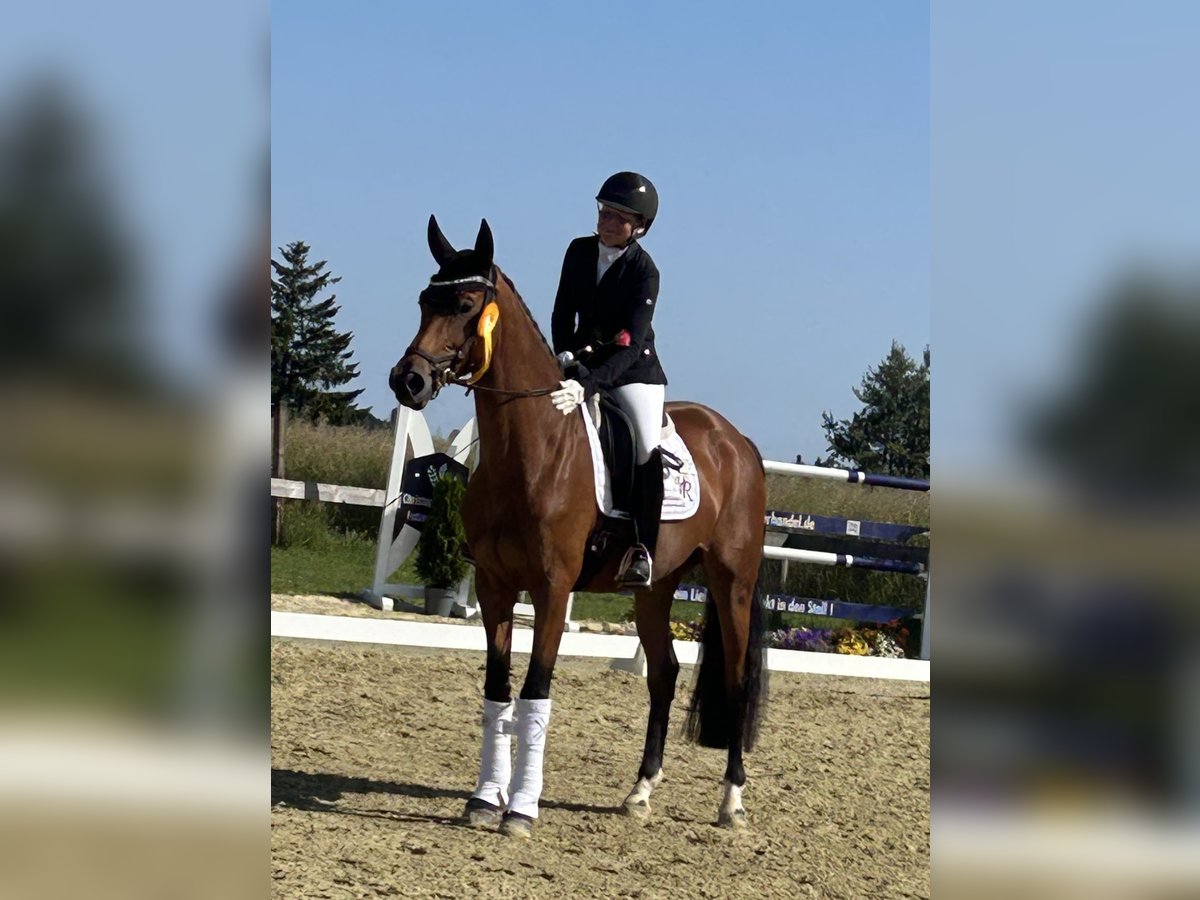 Deutsches Reitpferd Stute 4 Jahre 167 cm Brauner in Vlotho