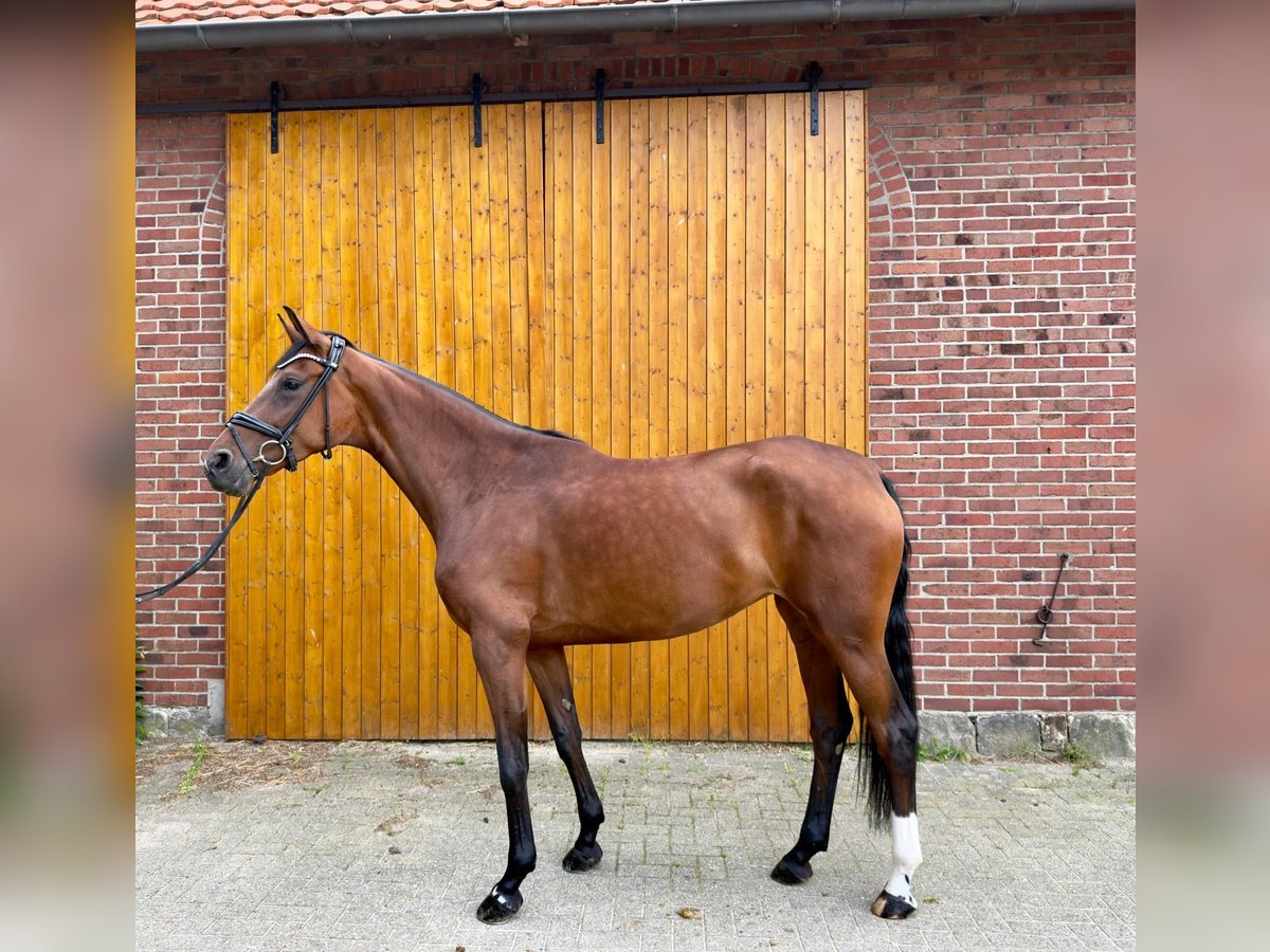 Deutsches Reitpferd Stute 4 Jahre 168 cm Brauner in Lengerich