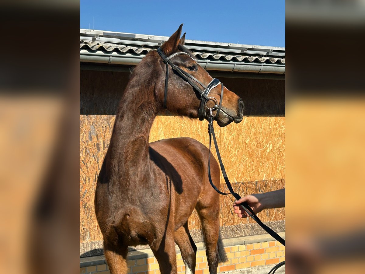 Deutsches Reitpferd Stute 4 Jahre 168 cm Brauner in Lengenfeld