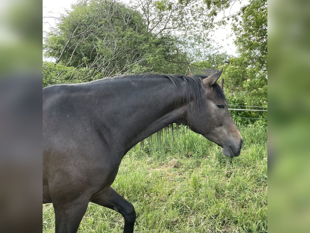 Deutsches Reitpferd Stute 4 Jahre 168 cm Kann Schimmel werden in Vechta