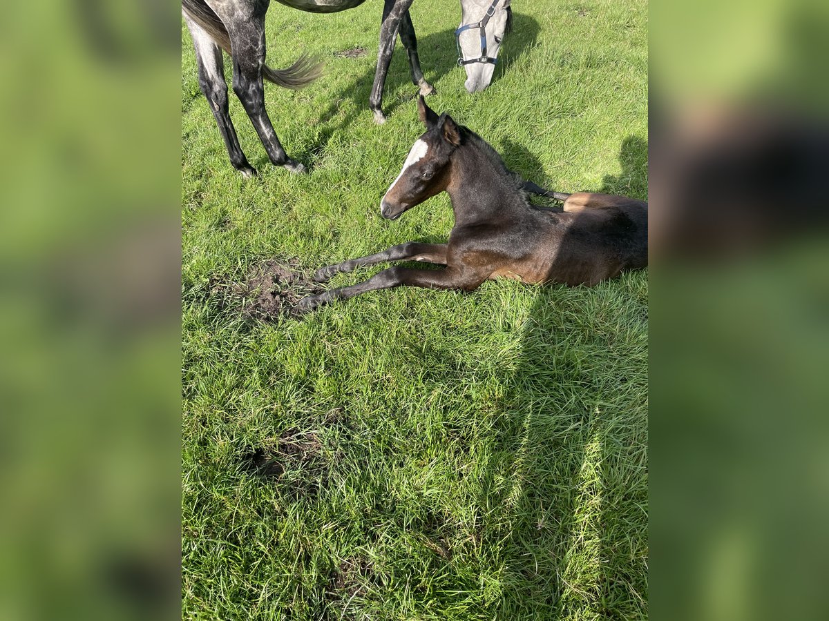 Deutsches Reitpferd Stute 4 Jahre 168 cm in Wildeshausen Deutsches Reitpferd Stute 4 Jahre 168 cm in Wildeshausen