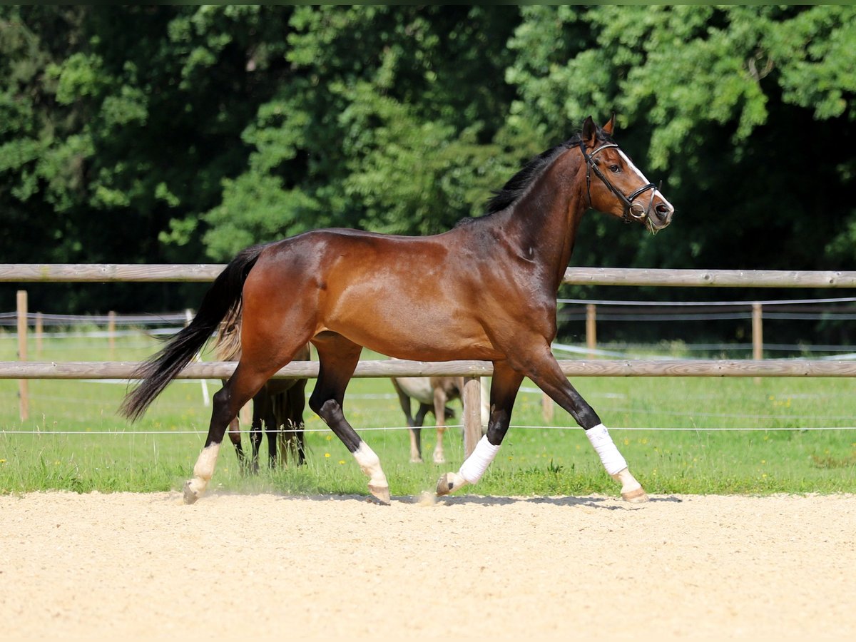 Deutsches Reitpferd Stute 4 Jahre 170 cm Dunkelbrauner in Schrobenhausen