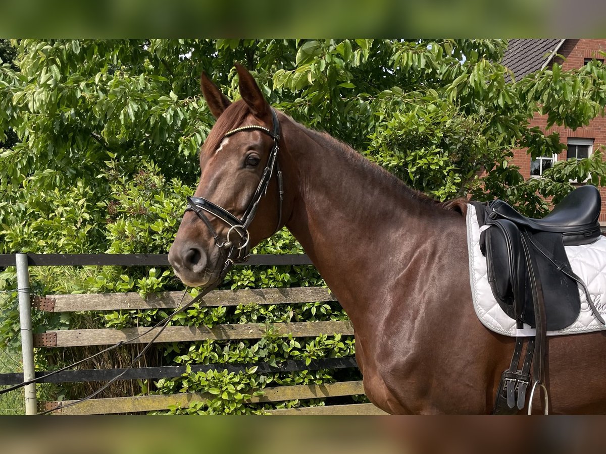 Deutsches Reitpferd Stute 4 Jahre 171 cm Dunkelfuchs in Rheine