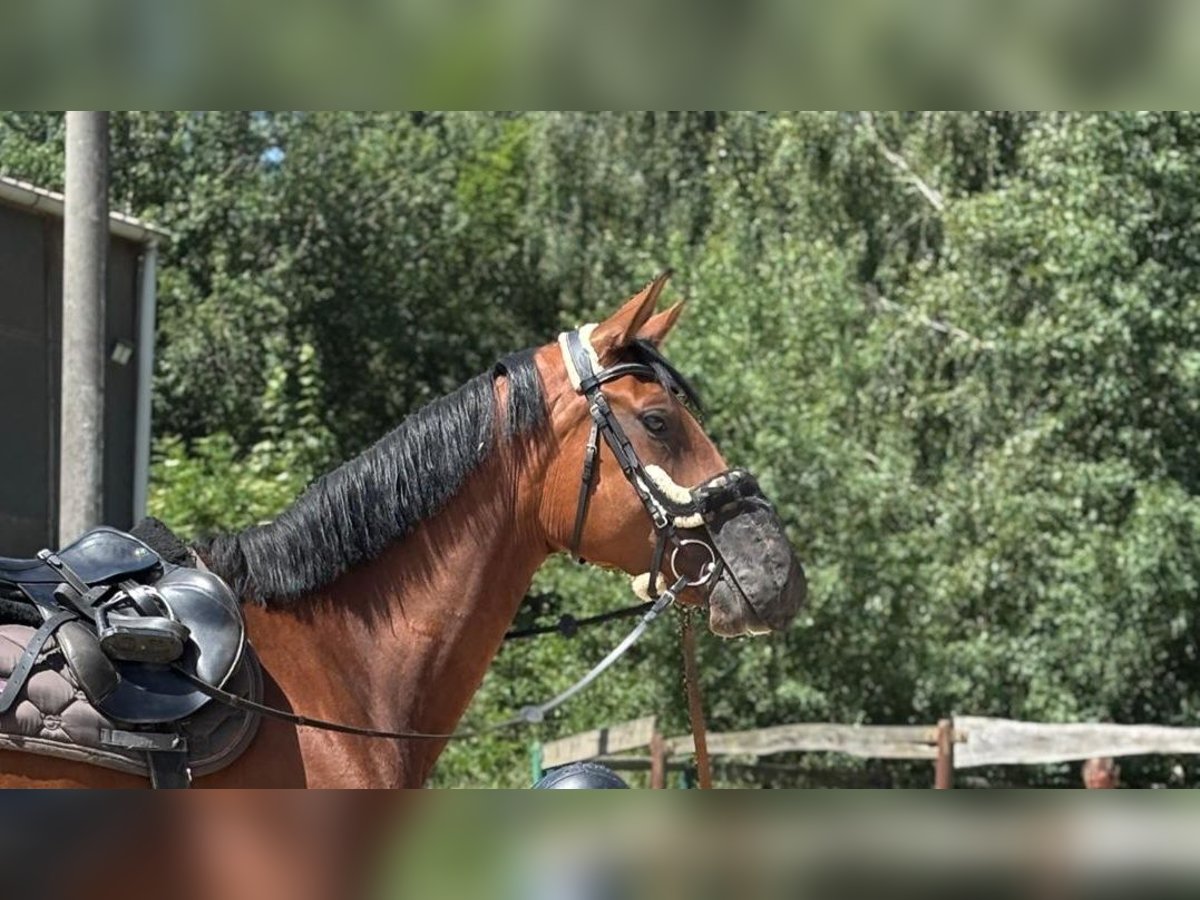 Deutsches Reitpferd Stute 4 Jahre 174 cm Brauner in Vierkirchen