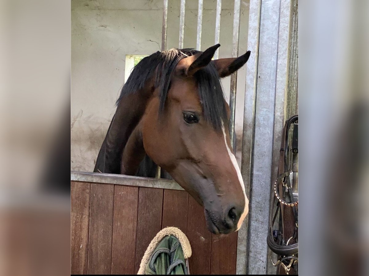 Deutsches Reitpferd Stute 4 Jahre 178 cm Dunkelbrauner in Walsrode