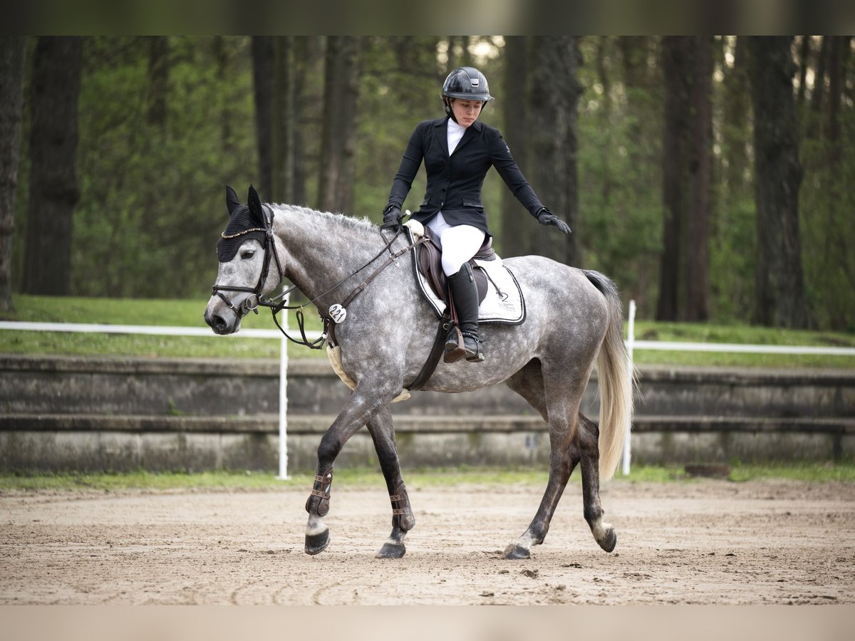 Deutsches Reitpferd Stute 5 Jahre 158 cm Schimmel in Nettetal