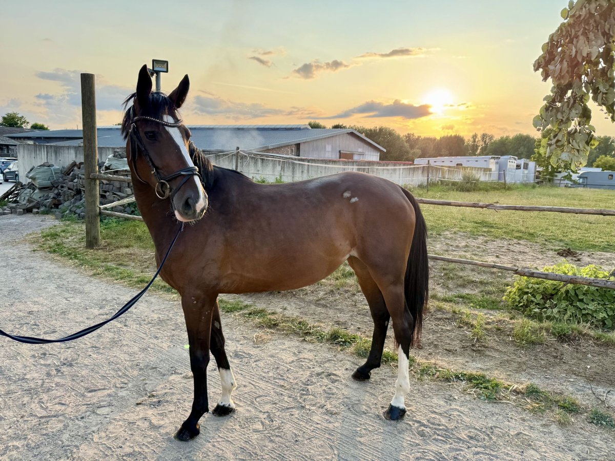 Deutsches Reitpferd Stute 5 Jahre 160 cm Dunkelbrauner in Grevenbroich