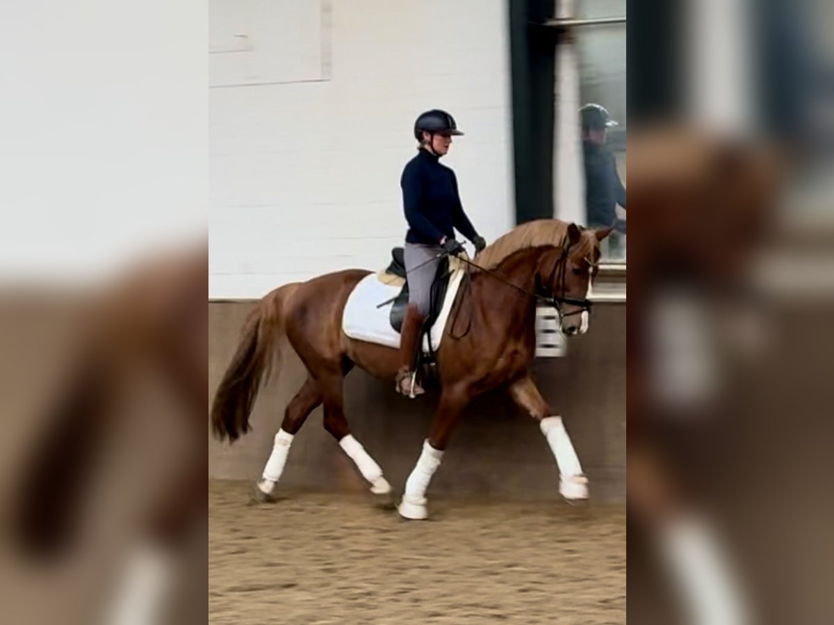 Deutsches Reitpferd Stute 5 Jahre 160 cm Dunkelfuchs in Greven