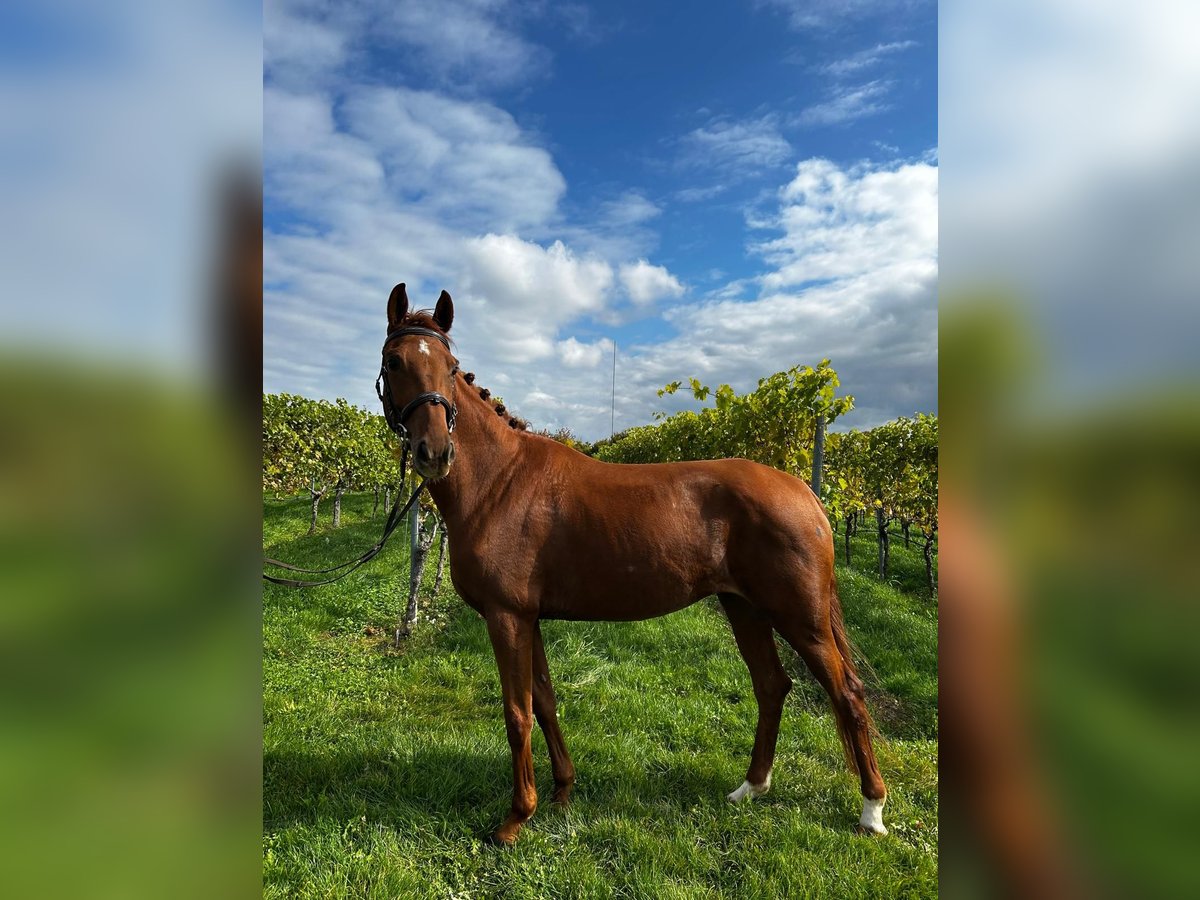 Deutsches Reitpferd Stute 5 Jahre 160 cm Fuchs in Abstatt